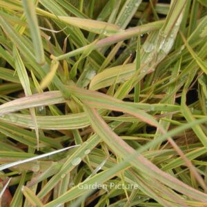 Alopecurus pratensis 'Aureovariegatus'