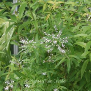 Aloysia triphylla