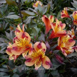 Alstroemeria 'Tesronto' (INDIAN SUMMER)