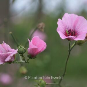 Althaea cannabina