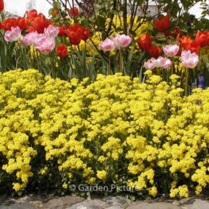 Alyssum montanum 'Berggold'