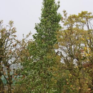 Amelanchier alnifolia 'Obelisk'