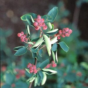 Amelanchier alnifolia 'Smoky'