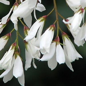 Amelanchier laevis