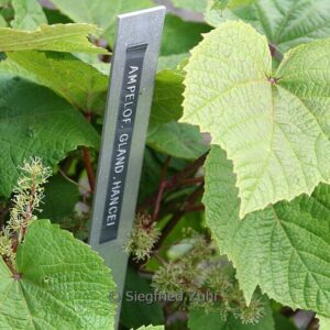 Ampelopsis glandulosa hancei