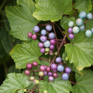 Ampelopsis glandulosa maximowiczii