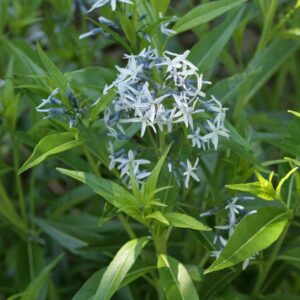 Amsonia tabernaemontana 'Salicifolia'