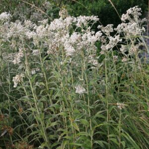 Anaphalis margaritacea