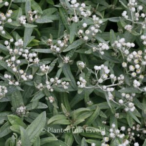 Anaphalis triplinervis 'Silberregen'