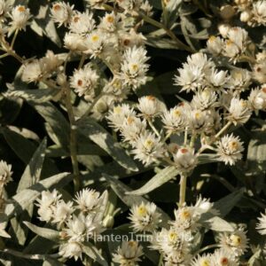 Anaphalis triplinervis 'Sommerschnee'