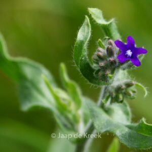 Anchusa officinalis
