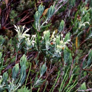 Andromeda polifolia 'Alba'