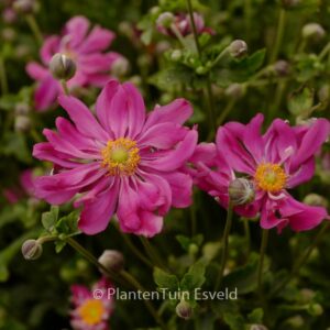 Anemone hupehensis 'Prinz Heinrich'