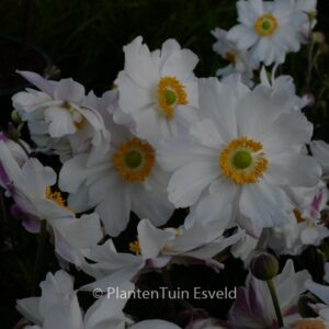 Anemone hupehensis 'Snow Angel'