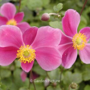 Anemone hupehensis 'Splendens'
