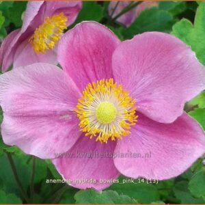 Anemone hybrida 'Bowles Pink'