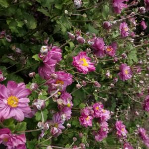 Anemone hybrida 'Carmen'