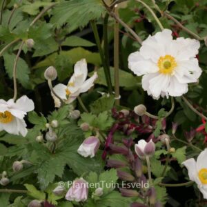 Anemone hybrida 'Dreaming Swan'