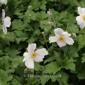 Anemone hybrida 'Elfin Swan'
