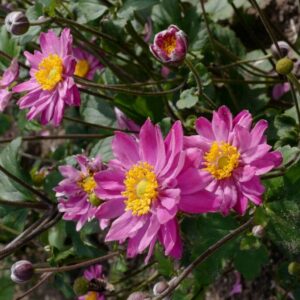 Anemone hybrida 'Giselle'