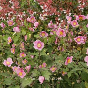 Anemone hybrida 'Hadspen Abundance'