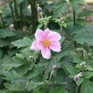 Anemone hybrida 'Loreley'