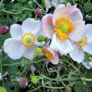Anemone hybrida 'Richard Ahrens'