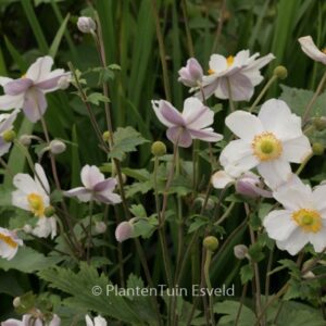 Anemone hybrida 'Ruffled Swan'
