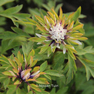 Anemone nemorosa 'Monstrosa'