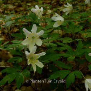 Anemone sylvestris