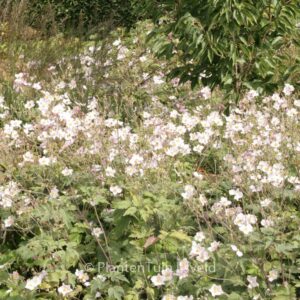 Anemone tomentosa 'Robustissima'