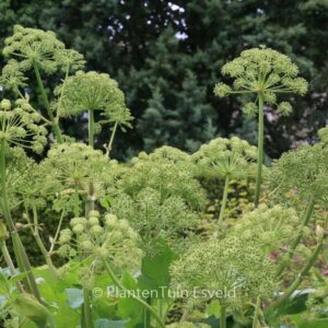 Angelica archangelica