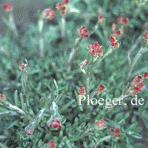 Antennaria dioica 'Rubra'