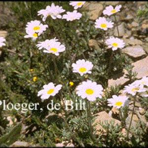 Anthemis carpatica 'Karpatenschnee'