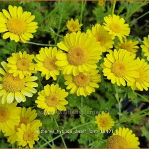 Anthemis hybrida 'Dwarf Form'