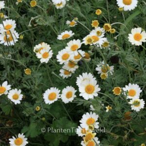 Anthemis hybrida 'Susanna Mitchell'
