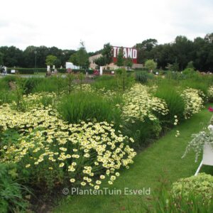 Anthemis hybrida 'Wargrave'