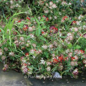 Anthyllis vulneraria coccinea