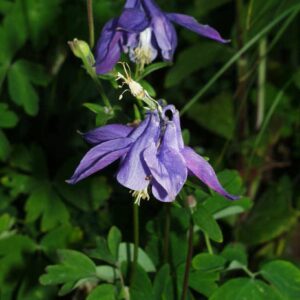 Aquilegia alpina