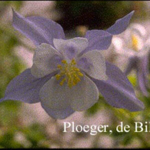 Aquilegia caerulea