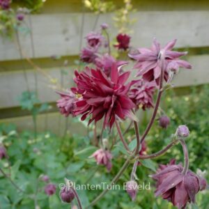 Aquilegia vulgaris 'Black Barlow'