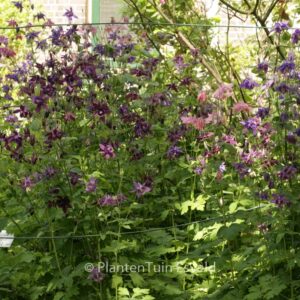 Aquilegia vulgaris 'Blue Barlow'