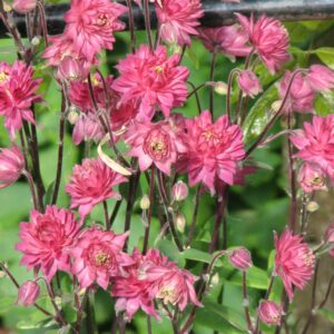 Aquilegia vulgaris 'Rose Barlow'