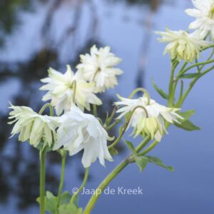 Aquilegia vulgaris 'White Barlow'