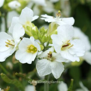 Arabis caucasica 'Snowcap'