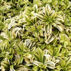 Arabis ferdinandi-coburgii 'Old Gold'