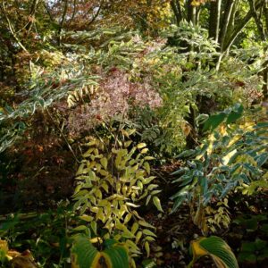 Aralia elata 'Variegata'
