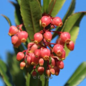 Arbutus unedo 'Rubra'
