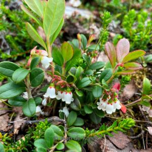 Arctostaphylos uva-ursi
