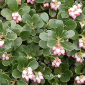 Arctostaphylos uva-ursi 'Radiant'